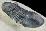 Paralejurus Trilobite Fossil - Foum Zguid, Morocco #108492-3